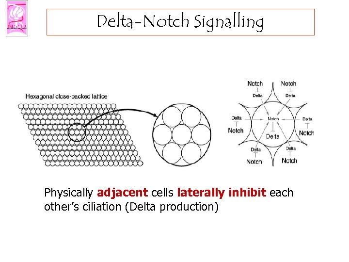 Delta-Notch Signalling Physically adjacent cells laterally inhibit each other’s ciliation (Delta production) 