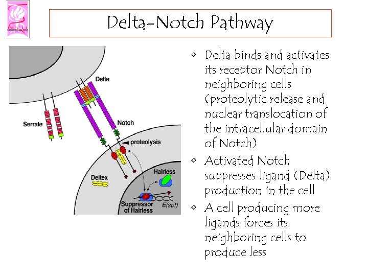 Delta-Notch Pathway • Delta binds and activates its receptor Notch in neighboring cells (proteolytic