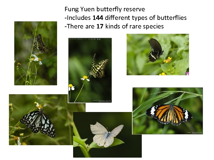 Fung Yuen butterfly reserve -Includes 144 different types of butterflies -There are 17 kinds