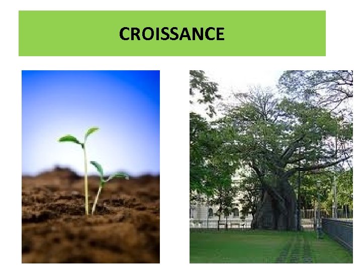 CROISSANCE 