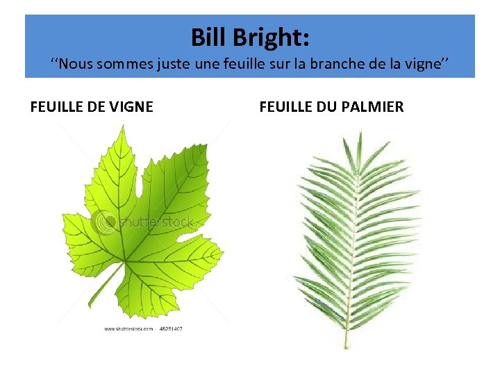 Bill Bright: ‘‘Nous sommes juste une feuille sur la branche de la vigne’’ FEUILLE