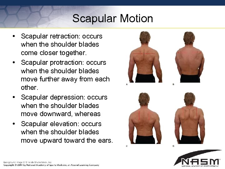 Scapular Motion • Scapular retraction: occurs when the shoulder blades come closer together. •