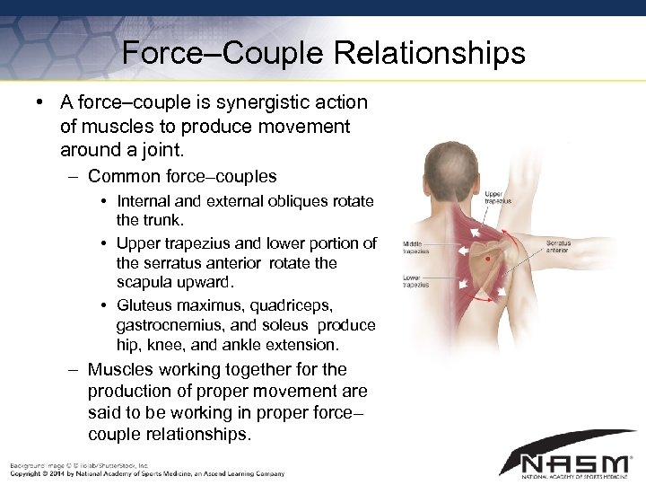 Force–Couple Relationships • A force–couple is synergistic action of muscles to produce movement around