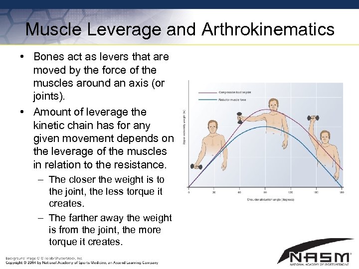 Muscle Leverage and Arthrokinematics • Bones act as levers that are moved by the