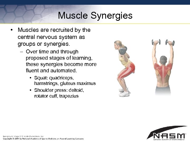 Muscle Synergies • Muscles are recruited by the central nervous system as groups or