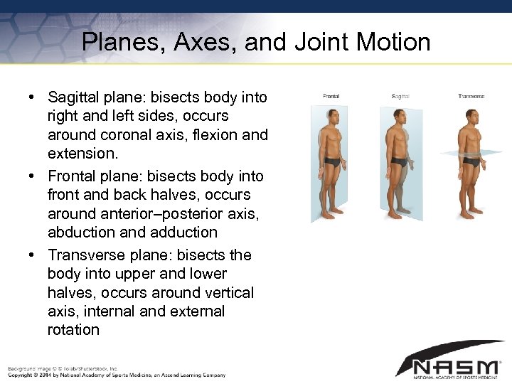 Planes, Axes, and Joint Motion • Sagittal plane: bisects body into right and left