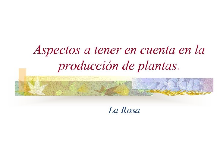 Aspectos a tener en cuenta en la producción de plantas. La Rosa 