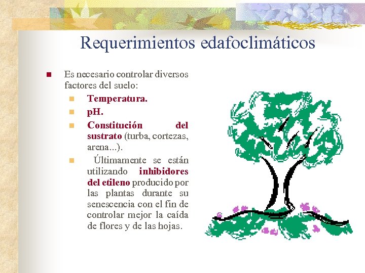 Requerimientos edafoclimáticos n Es necesario controlar diversos factores del suelo: n Temperatura. n p.