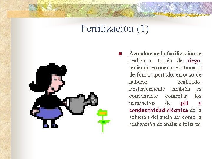 Fertilización (1) n Actualmente la fertilización se realiza a través de riego, teniendo en