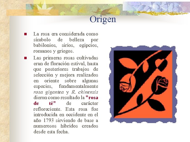 Origen n n La rosa era considerada como símbolo de belleza por babilonios, sirios,