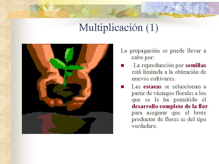 Multiplicación (1) La propagación se puede llevar a cabo por: n La reproducción por