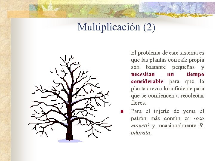 Multiplicación (2) n El problema de este sistema es que las plantas con raíz