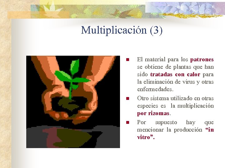 Multiplicación (3) n n n El material para los patrones se obtiene de plantas