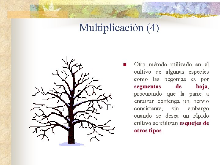 Multiplicación (4) n Otro método utilizado en el cultivo de algunas especies como las