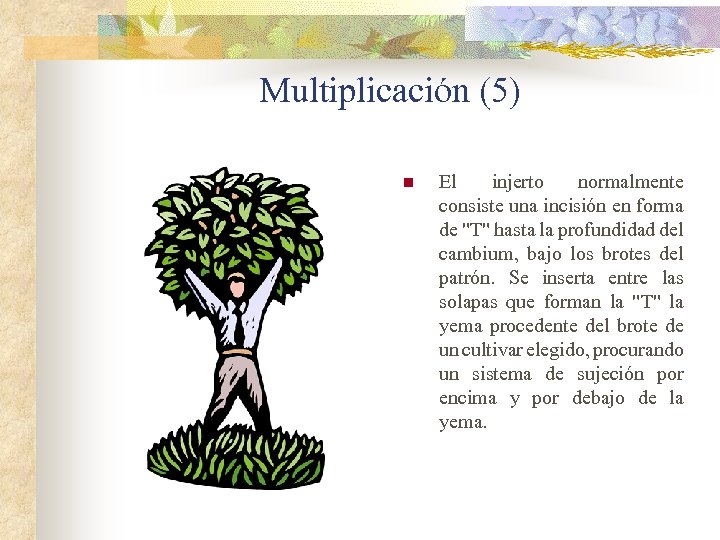 Multiplicación (5) n El injerto normalmente consiste una incisión en forma de 