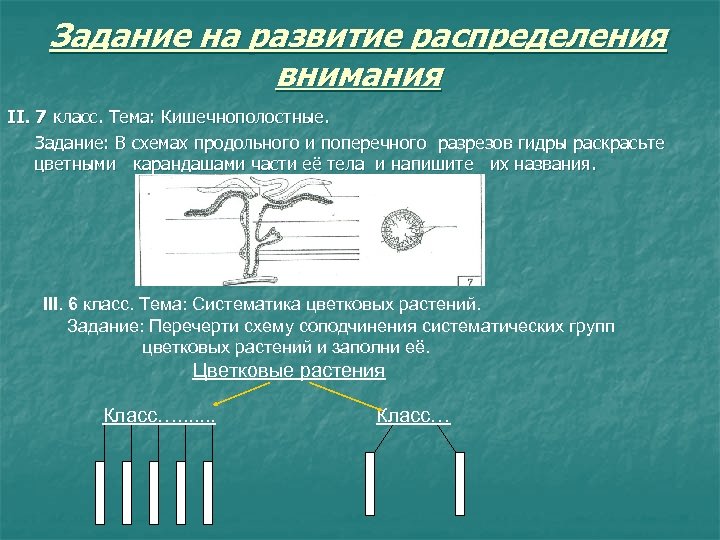 Задание на развитие распределения внимания II. 7 класс. Тема: Кишечнополостные. Задание: В схемах продольного