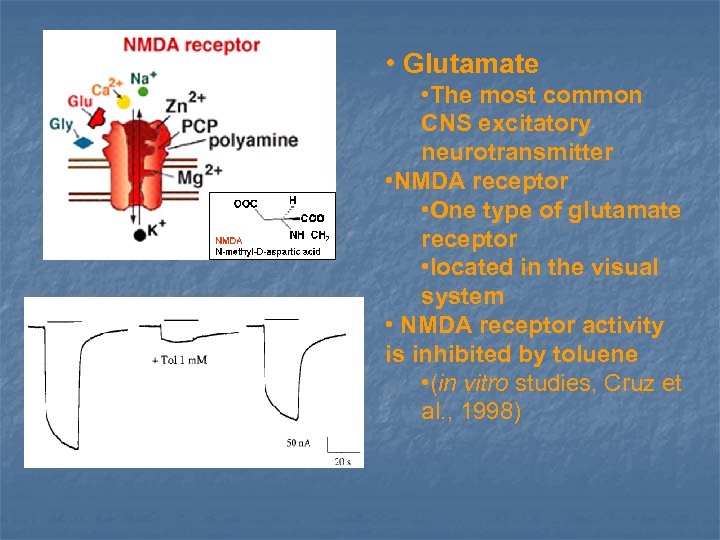  • Glutamate NMDA/gly Taken from Cruz et al. , 1998 • The most