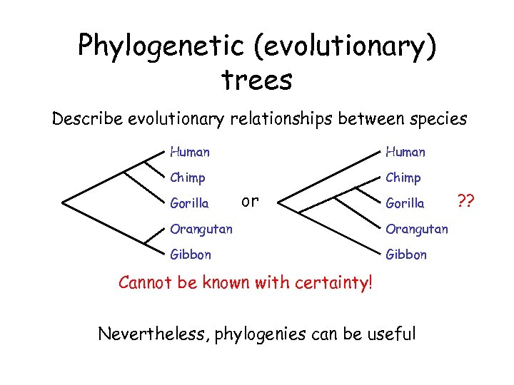 Phylogenetic (evolutionary) trees Describe evolutionary relationships between species Human Chimp Gorilla or Gorilla Orangutan