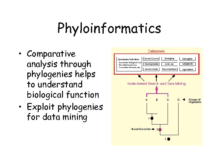 Phyloinformatics • Comparative analysis through phylogenies helps to understand biological function • Exploit phylogenies