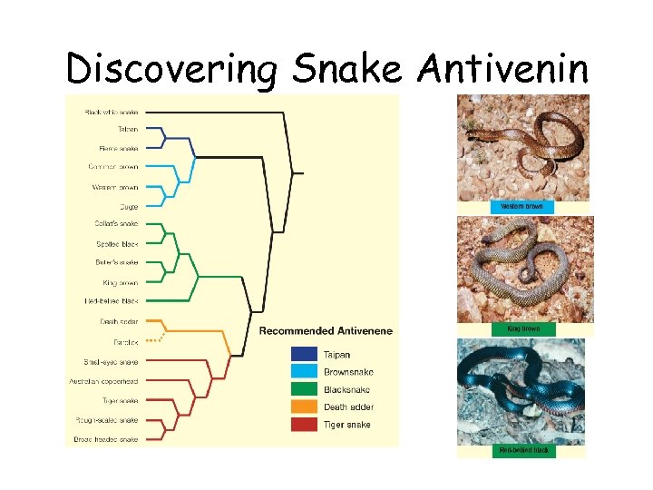 Discovering Snake Antivenin 