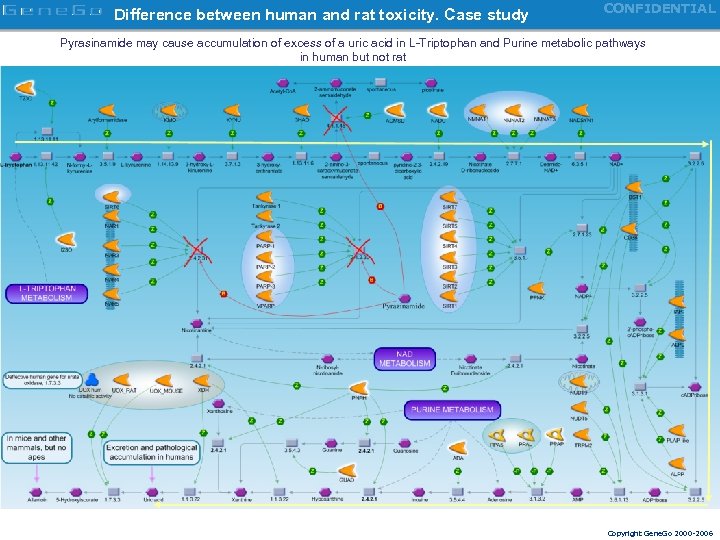Difference between human and rat toxicity. Case study CONFIDENTIAL Pyrasinamide may cause accumulation of