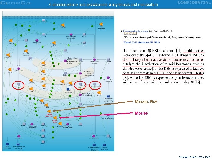 Androstenedione and testosterone biosynthesis and metabolism CONFIDENTIAL Mouse, Rat Mouse Copyright Gene. Go 2000