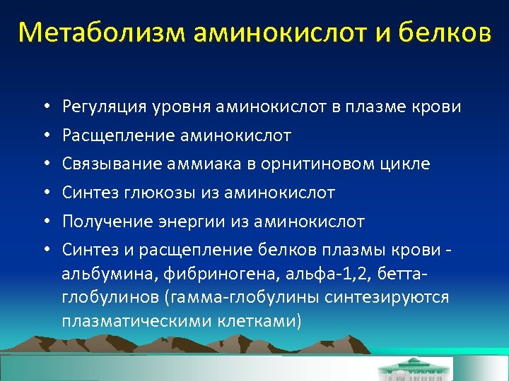 Метаболизм аминокислот и белков • • • Регуляция уровня аминокислот в плазме крови Расщепление