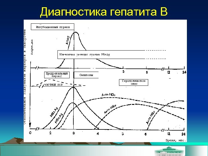 Диагностика гепатита В 