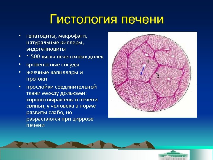 Гистология печени • гепатоциты, макрофаги, натуральные киллеры, эндотелиоциты • ~ 500 тысяч печеночных долек