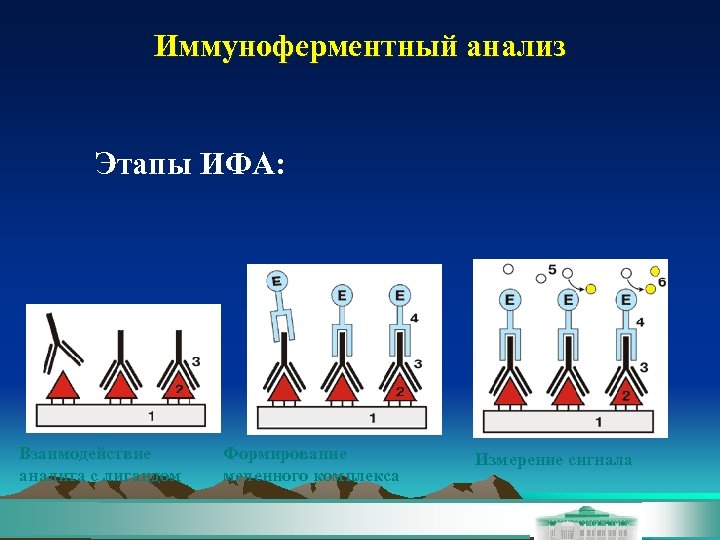 Иммуноферментный анализ Этапы ИФА: Взаимодействие аналита с лигандом Формирование меченного комплекса Измерение сигнала 