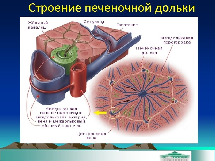 Строение печеночной дольки 