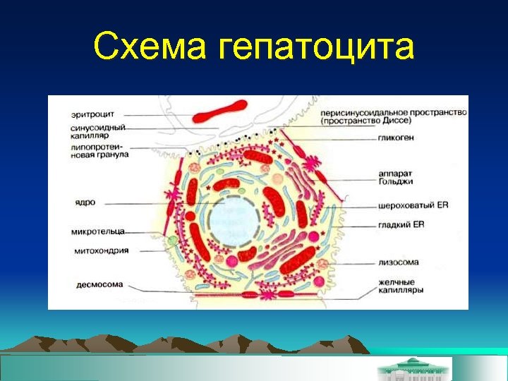 Схема гепатоцита 