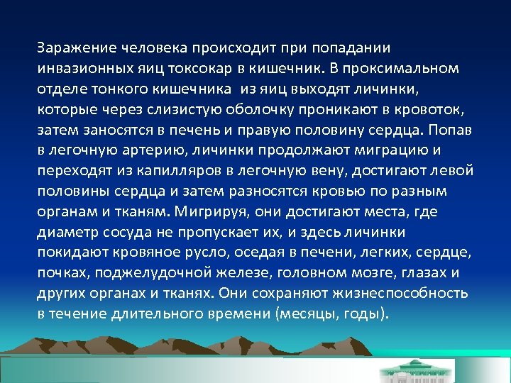 Заражение человека происходит при попадании инвазионных яиц токсокар в кишечник. В проксимальном отделе тонкого