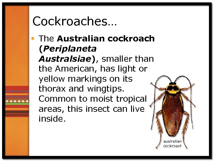 Cockroaches… § The Australian cockroach (Periplaneta Australsiae), smaller than the American, has light or