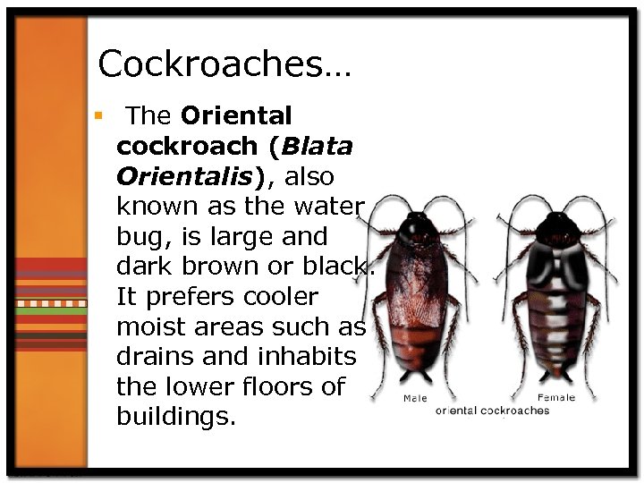 Cockroaches… § The Oriental cockroach (Blata Orientalis), also known as the water bug, is