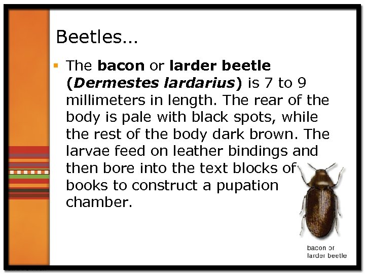 Beetles… § The bacon or larder beetle (Dermestes lardarius) is 7 to 9 millimeters