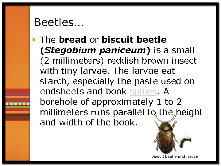 Beetles… § The bread or biscuit beetle (Stegobium paniceum) is a small (2 millimeters)