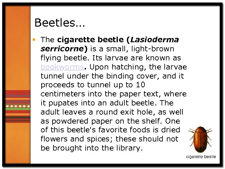 Beetles… § The cigarette beetle (Lasioderma serricorne) is a small, light-brown flying beetle. Its