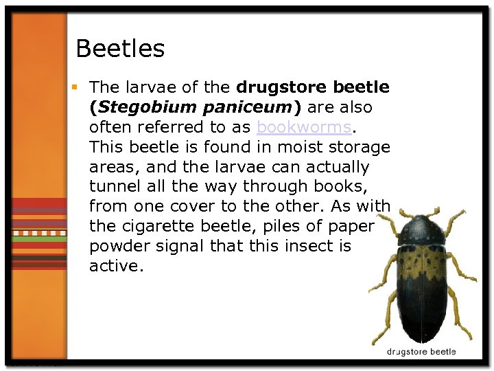 Beetles § The larvae of the drugstore beetle (Stegobium paniceum) are also often referred