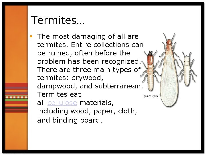 Termites… § The most damaging of all are termites. Entire collections can be ruined,