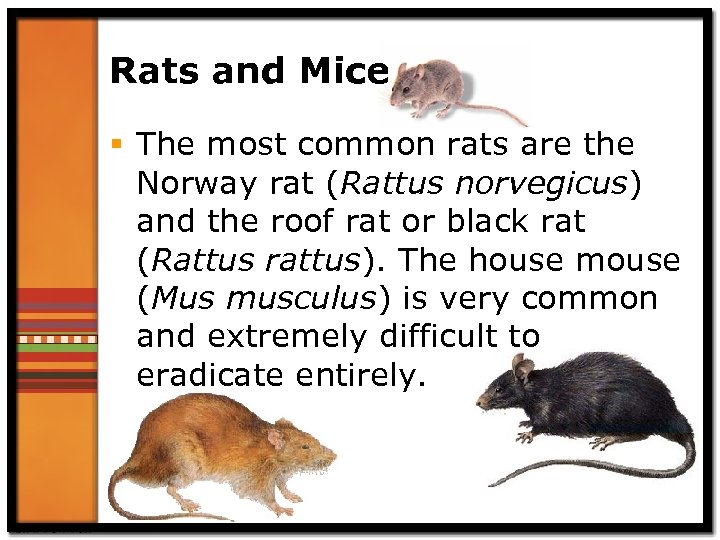 Rats and Mice § The most common rats are the Norway rat (Rattus norvegicus)