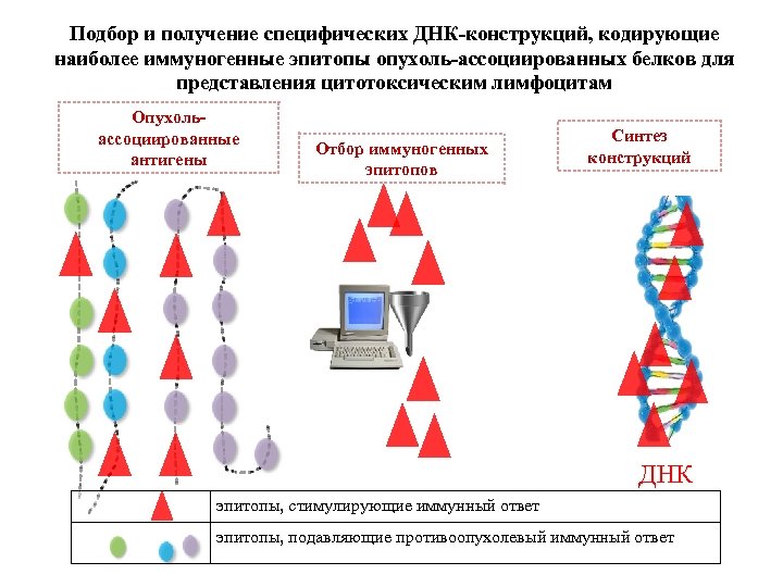 НОВИЗНА РЕШЕНИЙ НАУЧНО-ТЕХНИЧЕСКИХ ЗАДАЧ Подбор и получение специфических ДНК-конструкций, кодирующие наиболее иммуногенные эпитопы опухоль-ассоциированных