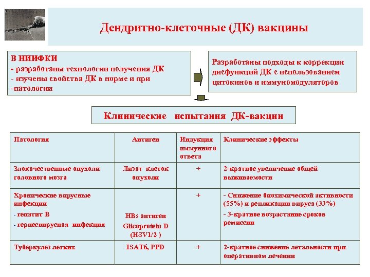 Дендритно-клеточные (ДК) вакцины В НИИФКИ - разработаны технологии получения ДК - изучены свойства ДК