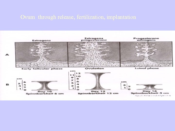 Ovum through release, fertilization, implantation 