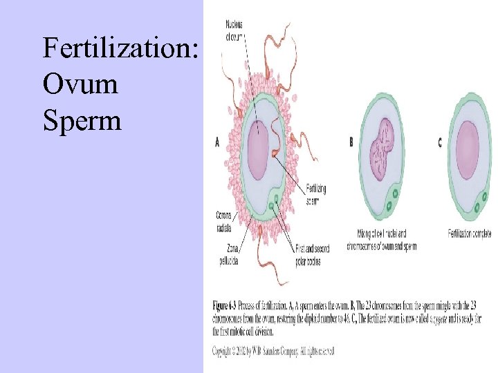 Fertilization: Ovum Sperm 