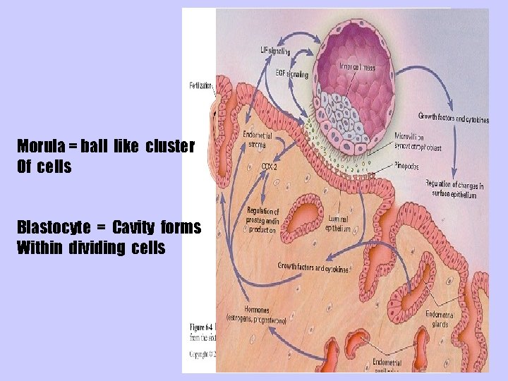 Morula = ball like cluster Of cells Blastocyte = Cavity forms Within dividing cells