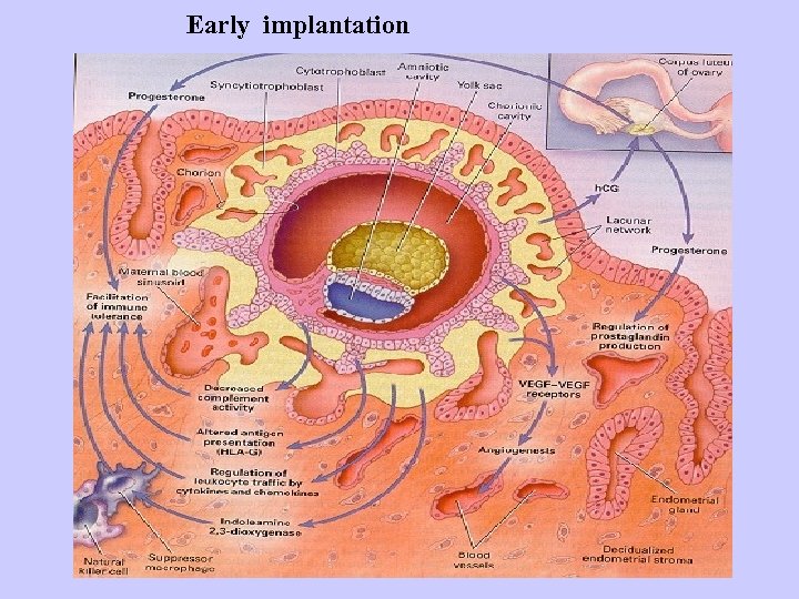 Early implantation 