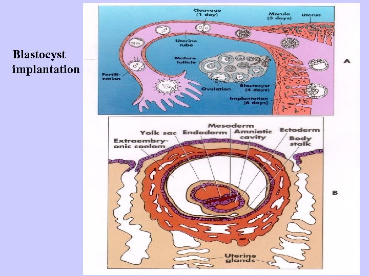 Blastocyst implantation 