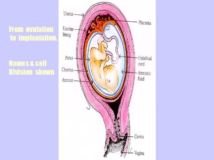 From ovulation to implantation. Names & cell Division shown 