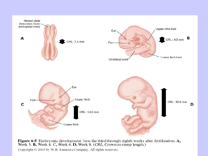 4 Week embryo : Embryonic period = from 3 rd wk through end of